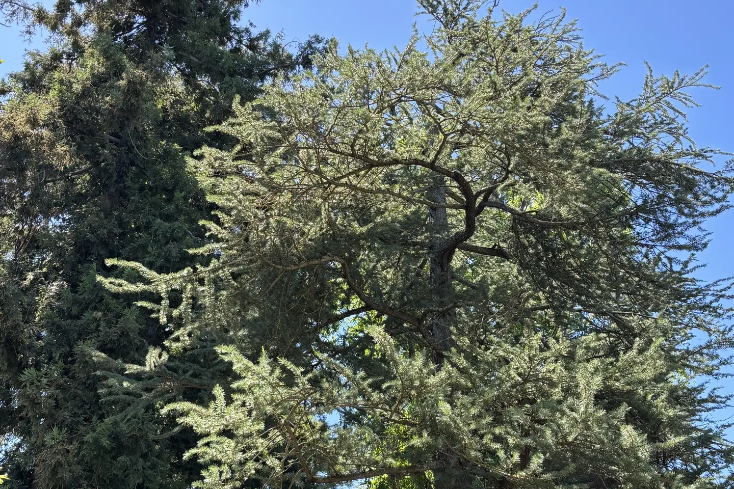 The coast redwood grove at College Park in Davis