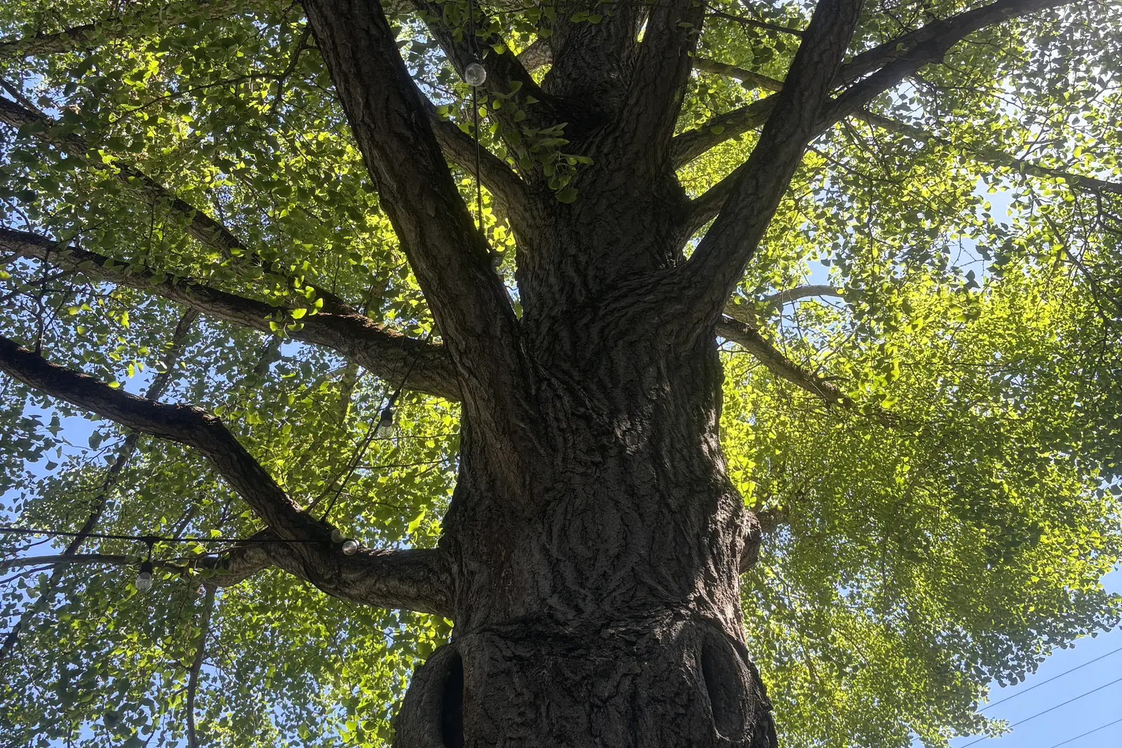 The tree canopy along the College Park loop in Davis