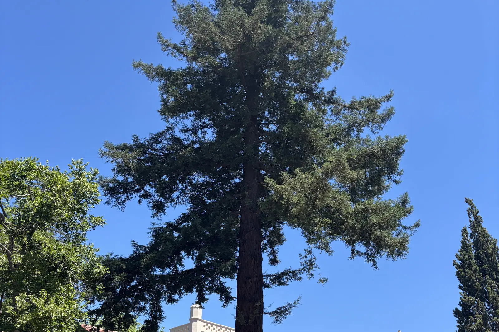 The coast redwood towering over Davis Community Church at 4th and C Streets