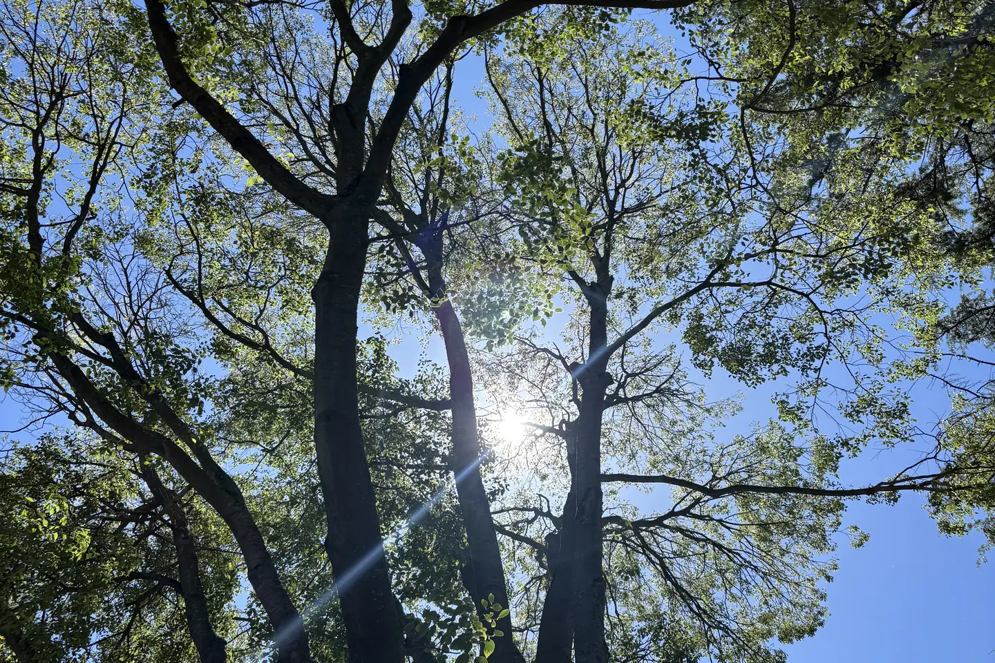 The hackberry trees at the Cooper House in Davis