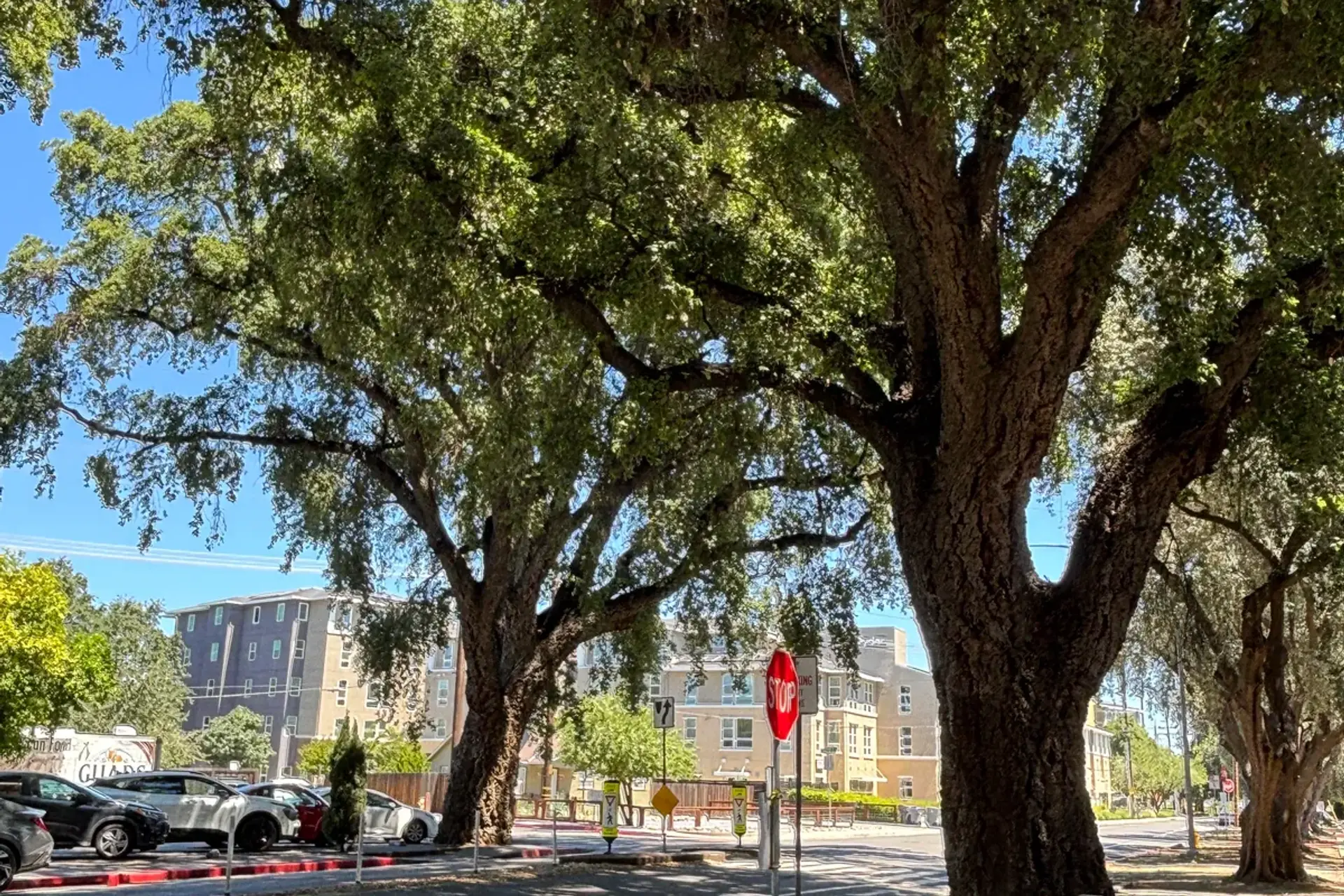 The row of cork oaks along Olive Drive in Davis