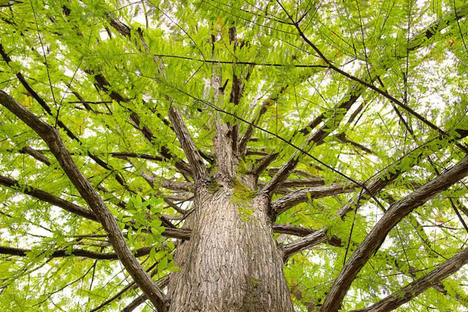 The dawn redwood on Oak Street in downtown Davis