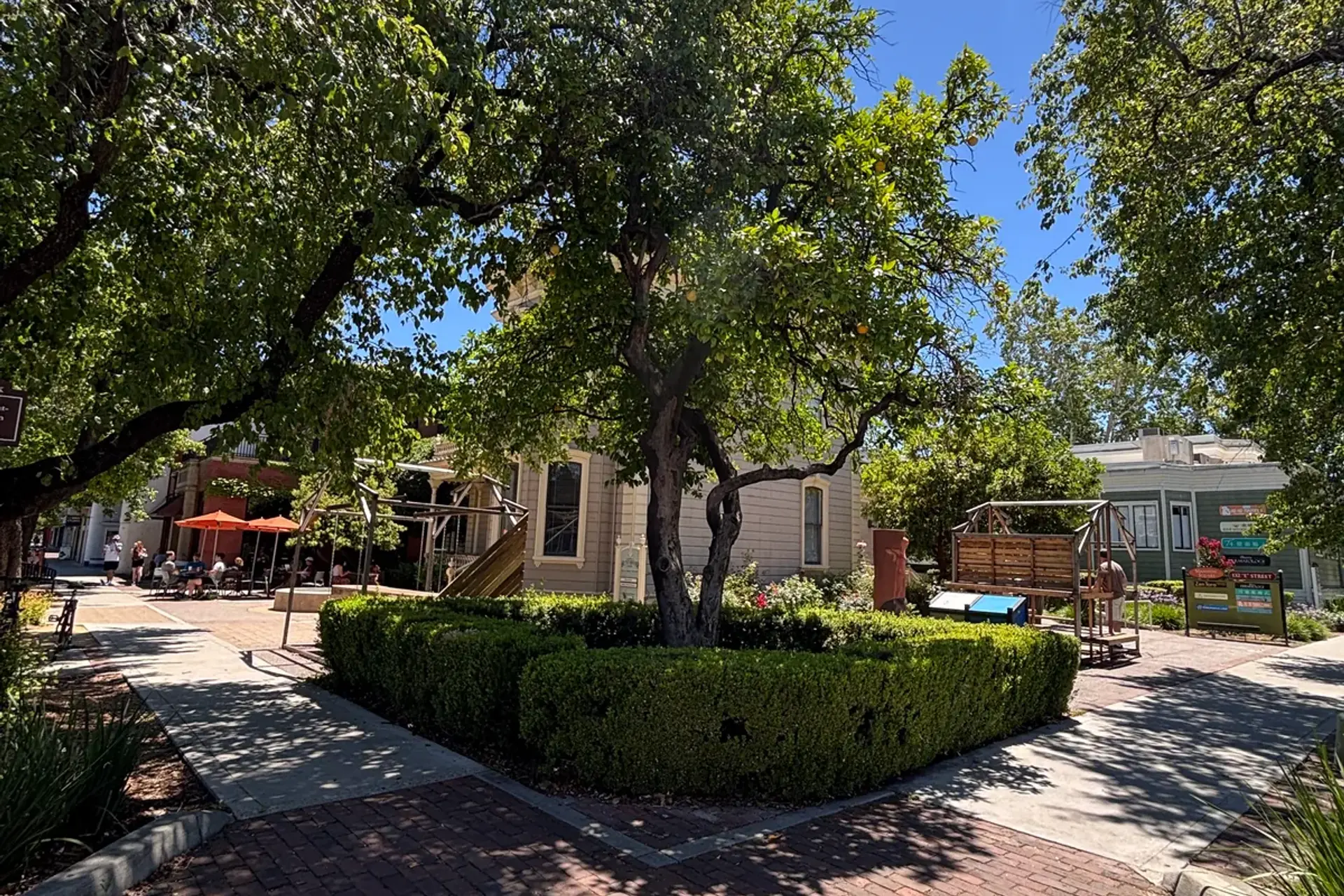 The historic orange trees at the Hunt-Boyer Mansion in Davis