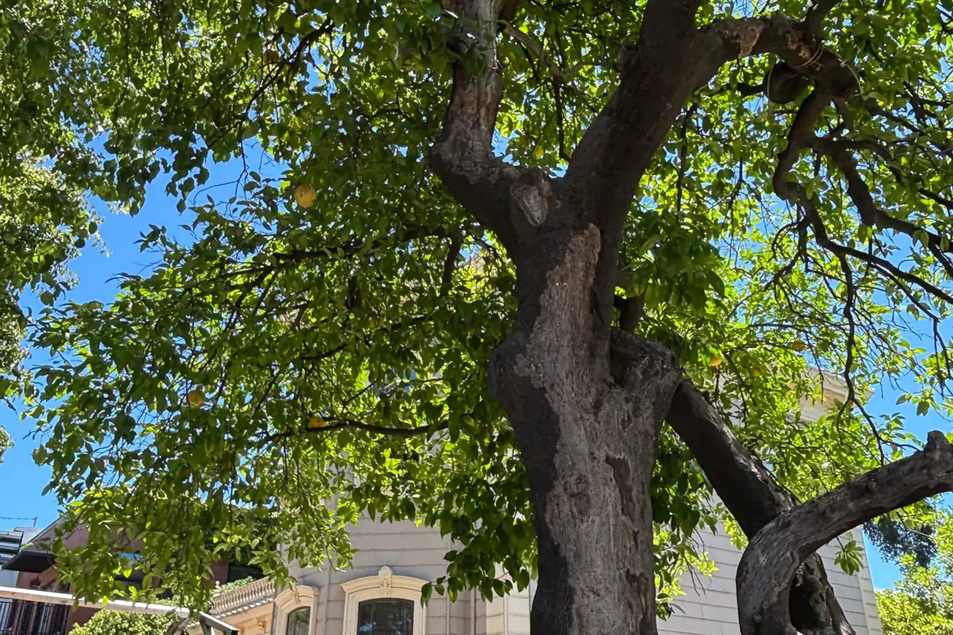 The historic orange trees at the Hunt-Boyer Mansion in Davis