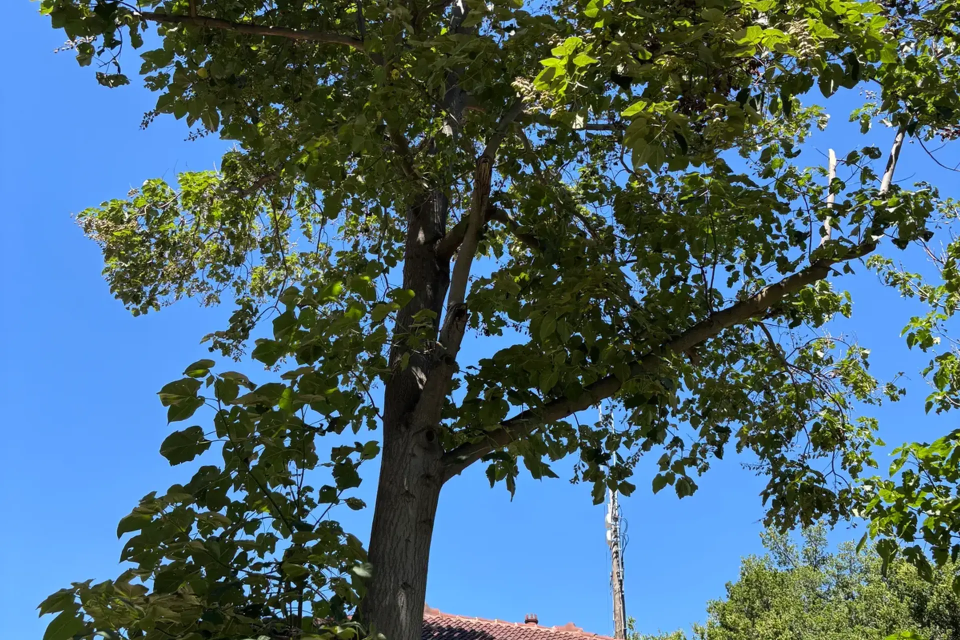 Paulownia trees at the Davis Amtrak depot