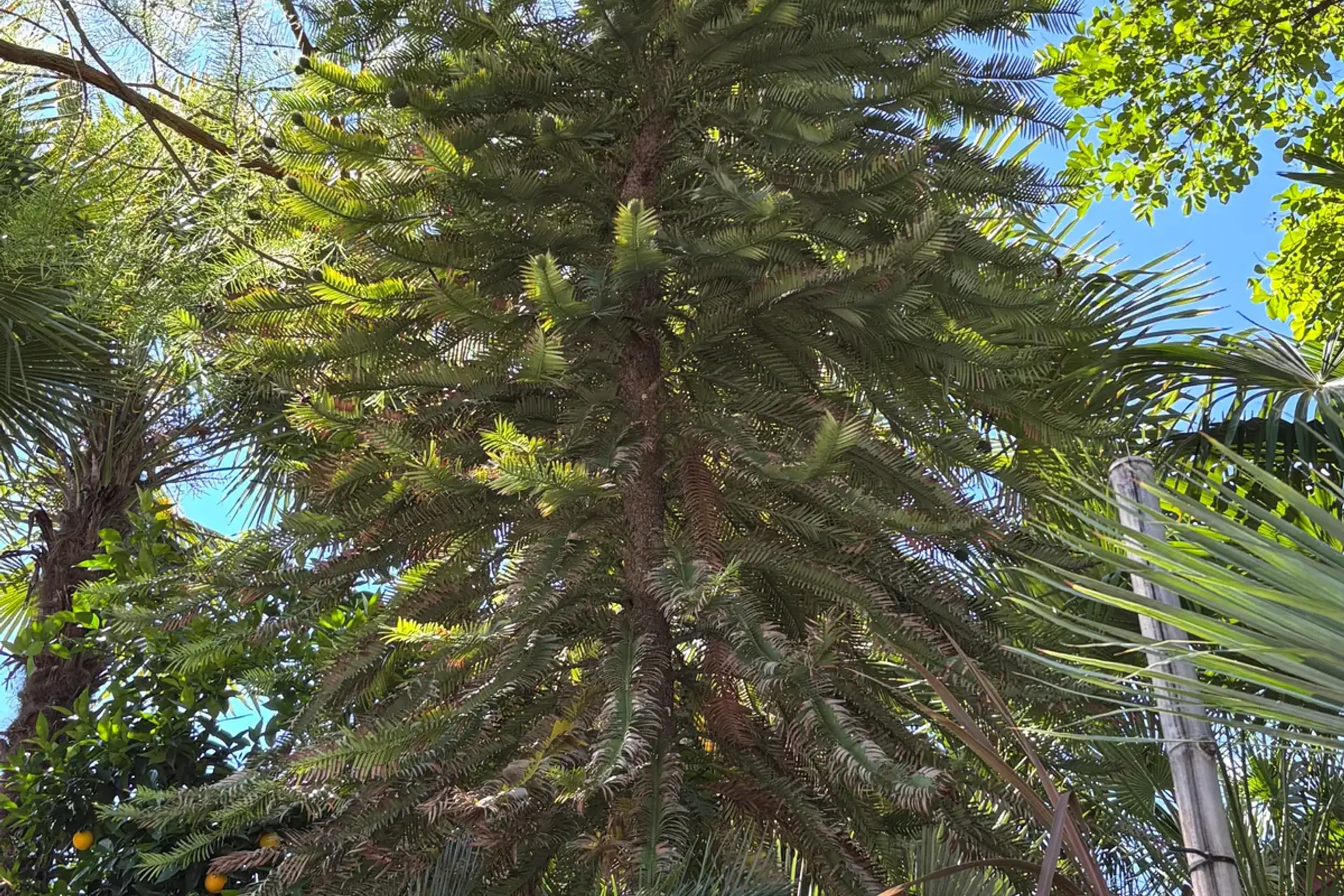 The Wollemi pine growing in a West Davis front yard
